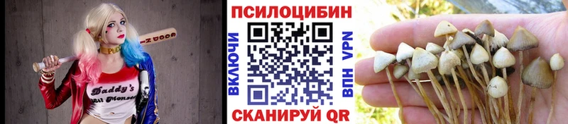 Галлюциногенные грибы Psilocybe  купить   Чишмы 